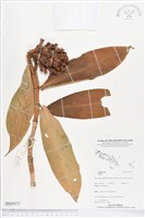 登錄號:BS05075藏品圖，第1張