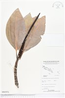 登錄號:BS05076藏品圖，第1張