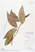 登錄號:BS05078藏品圖，第1張