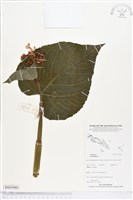 登錄號:BS05080藏品圖，第1張