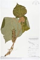 登錄號:BS05081藏品圖，第1張