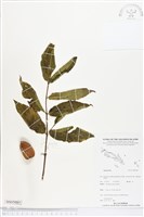 登錄號:BS05085藏品圖，第1張