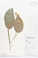 登錄號:BS05087藏品圖，第1張