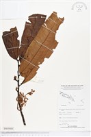 登錄號:BS05088藏品圖，第1張
