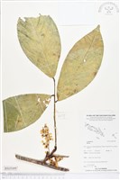 登錄號:BS05089藏品圖，第1張