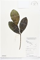 登錄號:BS05091藏品圖，第1張