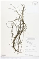 登錄號:BS05095藏品圖，第1張