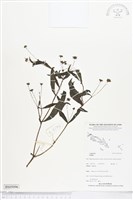 登錄號:BS05096藏品圖，第1張