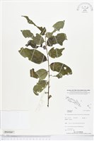 登錄號:BS05097藏品圖，第1張