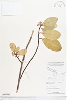 桐花樹藏品圖，第1張