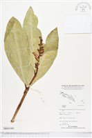 登錄號:BS05100藏品圖，第1張