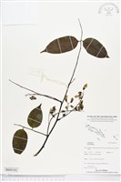 登錄號:BS05101藏品圖，第1張