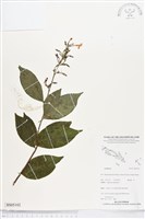 登錄號:BS05102藏品圖，第1張