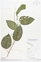 登錄號:BS05103藏品圖，第1張