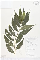 登錄號:BS05104藏品圖，第1張