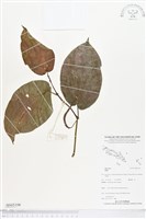 登錄號:BS05106藏品圖，第1張