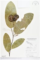 登錄號:BS05107藏品圖，第1張