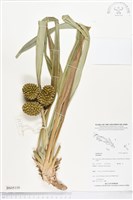 登錄號:BS05110藏品圖，第1張