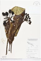 登錄號:BS05111藏品圖，第1張