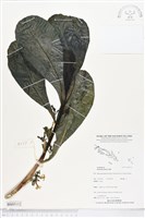 草海桐、水草藏品圖，第1張