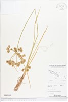 登錄號:BS05113藏品圖，第1張