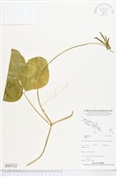 登錄號:BS05114藏品圖，第1張