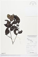 登錄號:BS05118藏品圖，第1張