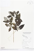 登錄號:BS05119藏品圖，第1張
