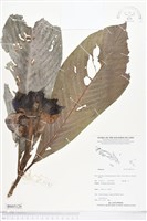 登錄號:BS05120藏品圖，第1張