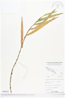 登錄號:BS05121藏品圖，第1張