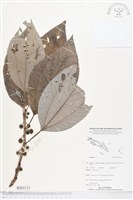 登錄號:BS05123藏品圖，第1張