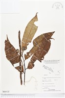 登錄號:BS05124藏品圖，第1張