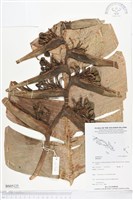 登錄號:BS05125藏品圖，第1張