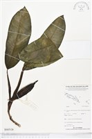 登錄號:BS05126藏品圖，第1張