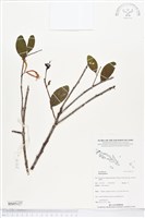 登錄號:BS05127藏品圖，第1張