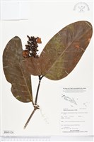 登錄號:BS05128藏品圖，第1張