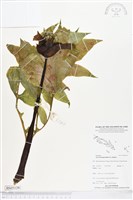 蒟蒻薯藏品圖，第1張