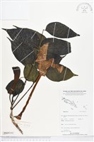 登錄號:BS05131藏品圖，第1張