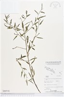 登錄號:BS05141藏品圖，第1張