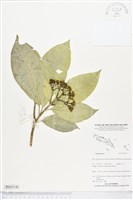 登錄號:BS05142藏品圖，第1張