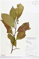 登錄號:BS05143藏品圖，第1張