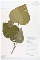 登錄號:BS05144藏品圖，第1張