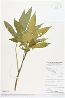 登錄號:BS05145藏品圖，第1張