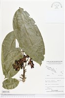 登錄號:BS05146藏品圖，第1張