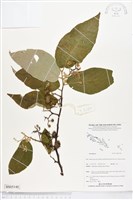 登錄號:BS05148藏品圖，第1張