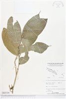 登錄號:BS05149藏品圖，第1張