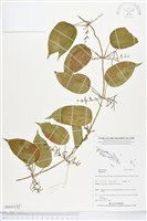 登錄號:BS05152藏品圖，第1張