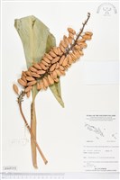 登錄號:BS05153藏品圖，第1張