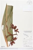 登錄號:BS05154藏品圖，第1張
