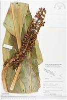登錄號:BS05155藏品圖，第1張